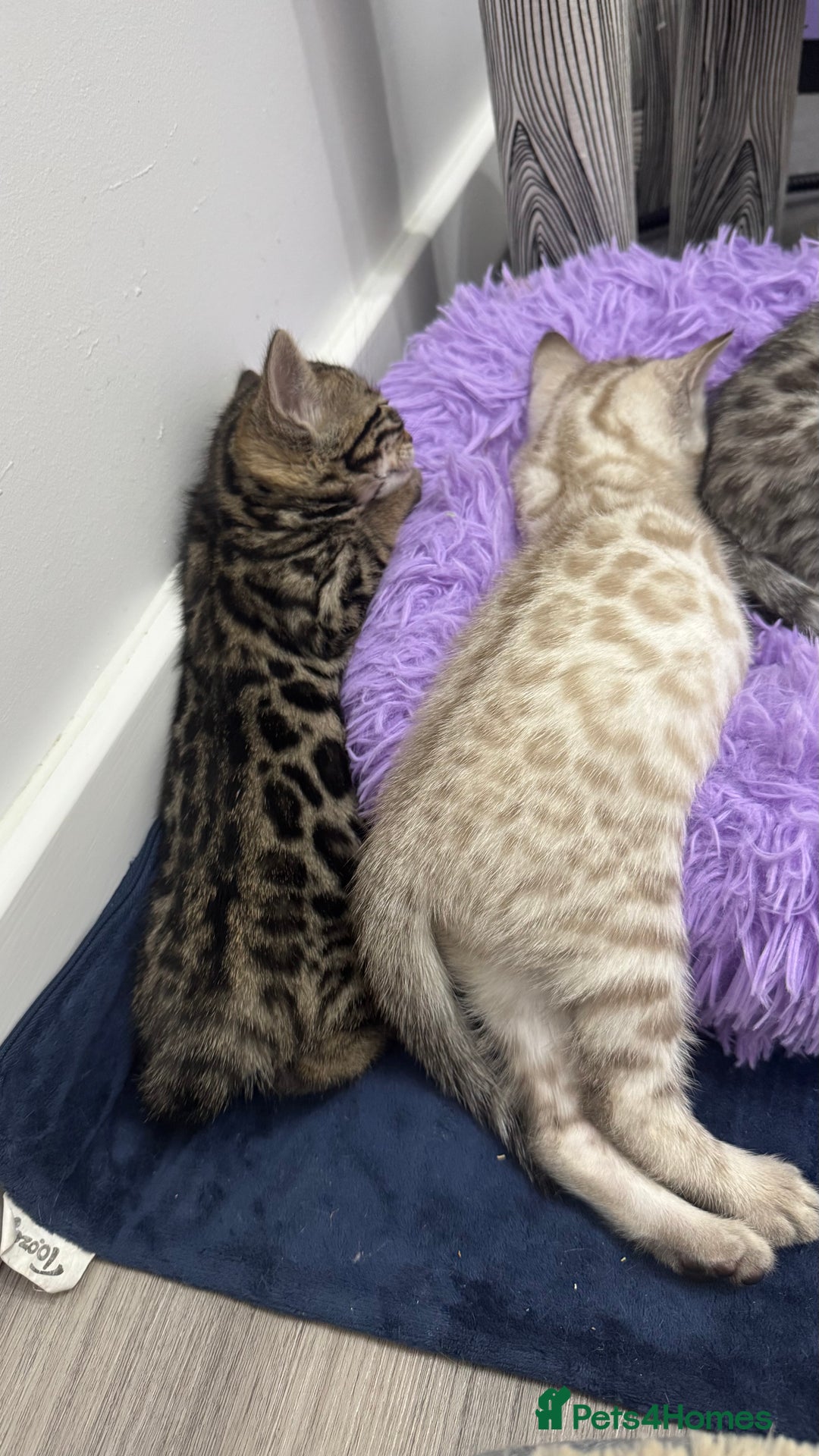 Bengal cats for sale: 🏆Show winning parents. 7 Stunning Bengal Babies💯 - Advert 5