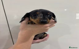 Miniature Dachshund dogs for sale: calm cuties silver dachshund mini dapples - Image 2