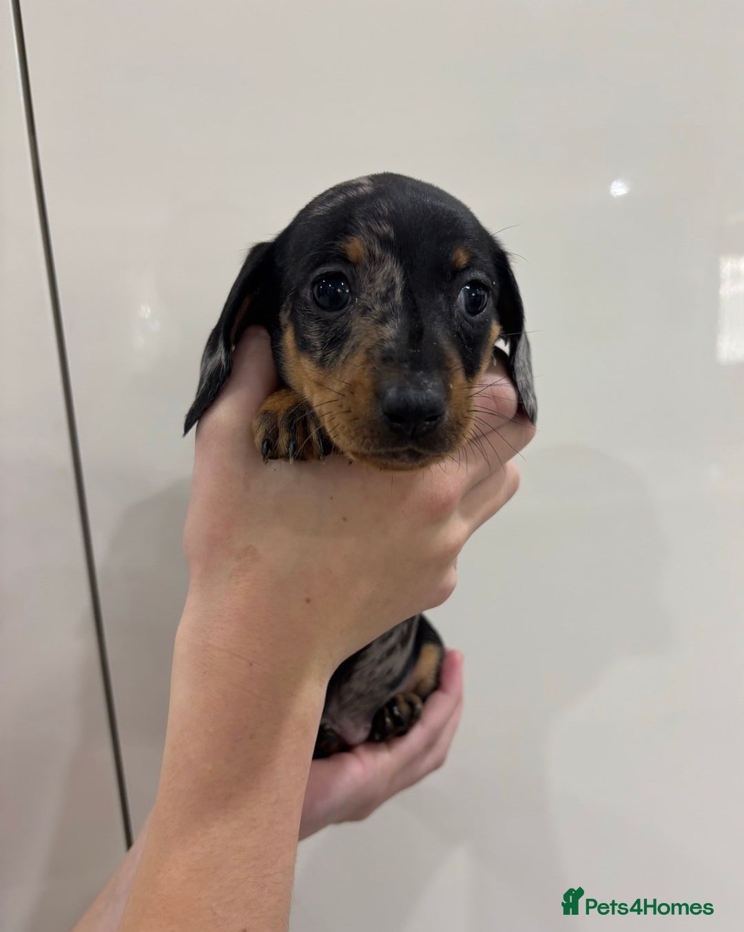 Miniature Dachshund dogs for sale: calm cuties silver dachshund mini dapples - Image 2