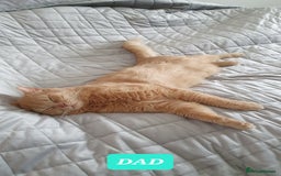 British Shorthair cats for sale: British Shorthair kittens - Image 14
