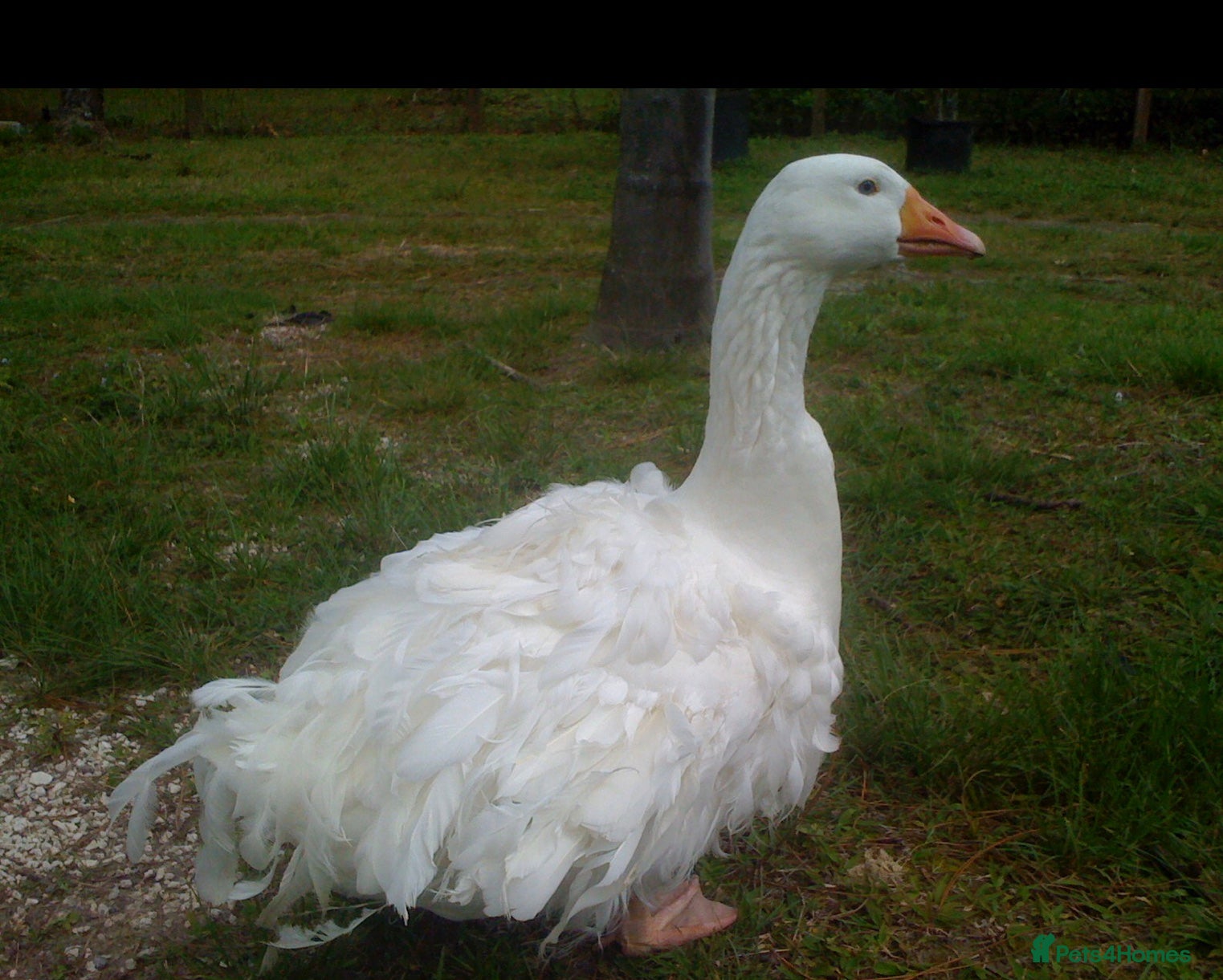 Waterfowl poultry Sebastopol Goose Eggs For Sale - Advert 12