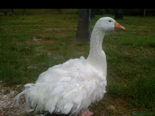 Waterfowl poultry Sebastopol Goose Eggs For Sale - Advert 12