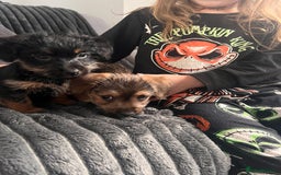 Jack Russell dogs for sale: Jackrussel  - Image 13