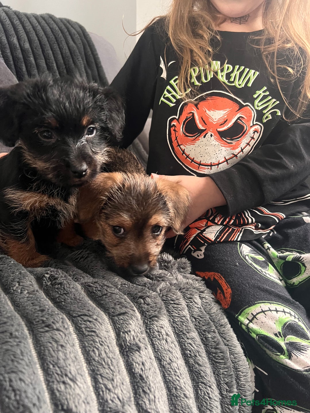 Jack Russell dogs for sale: Jackrussel  - Image 13