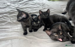 Bombay cats for sale:  kittens  - Image 1