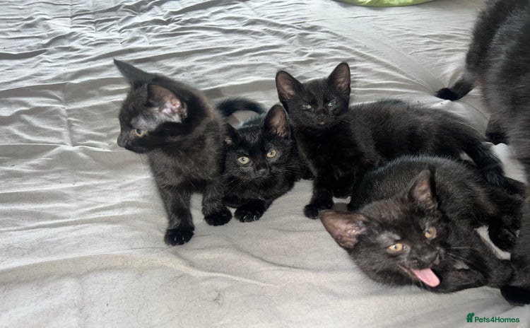 Bombay cats - Advert 2