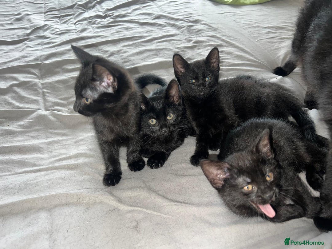 Bombay cats for sale:  kittens  - Image 1