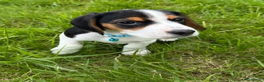 Light Blue collar boy