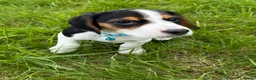 Bocker dogs for sale: Bred From Health Tested Parents - Advert 5