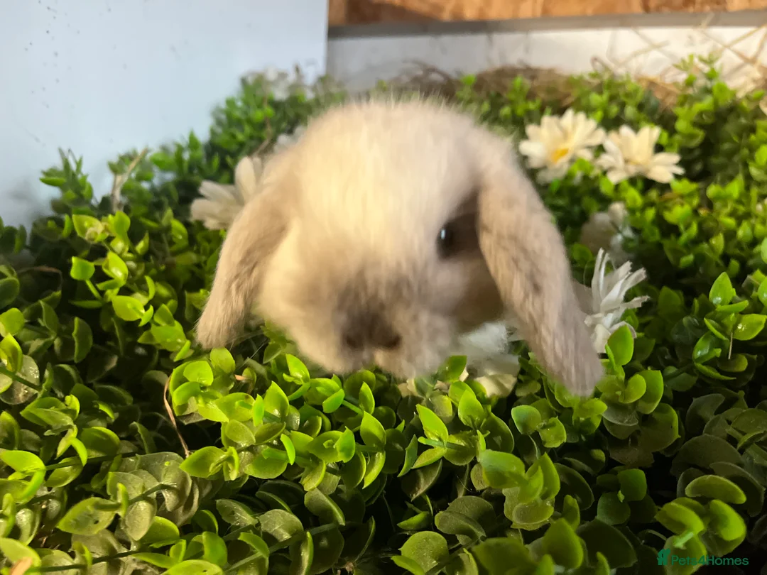 Mini Lion Lop rabbits for sale: Gorgeous Mini lion lops  - Advert 2