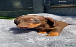 Miniature Dachshund dogs for sale: Kc mini dachshunds  - Image 11