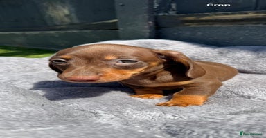 Miniature Dachshund dogs - Advert 15