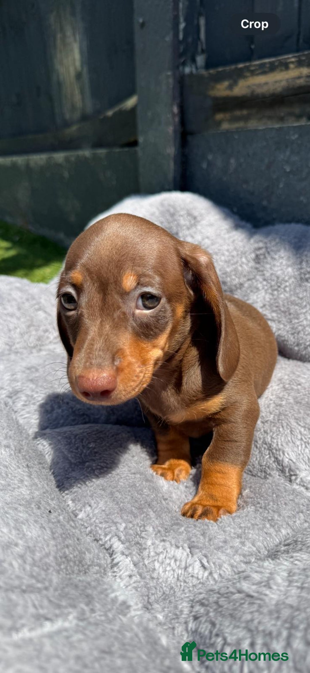 Miniature Dachshund dogs for sale: Kc mini dachshunds  - Image 11