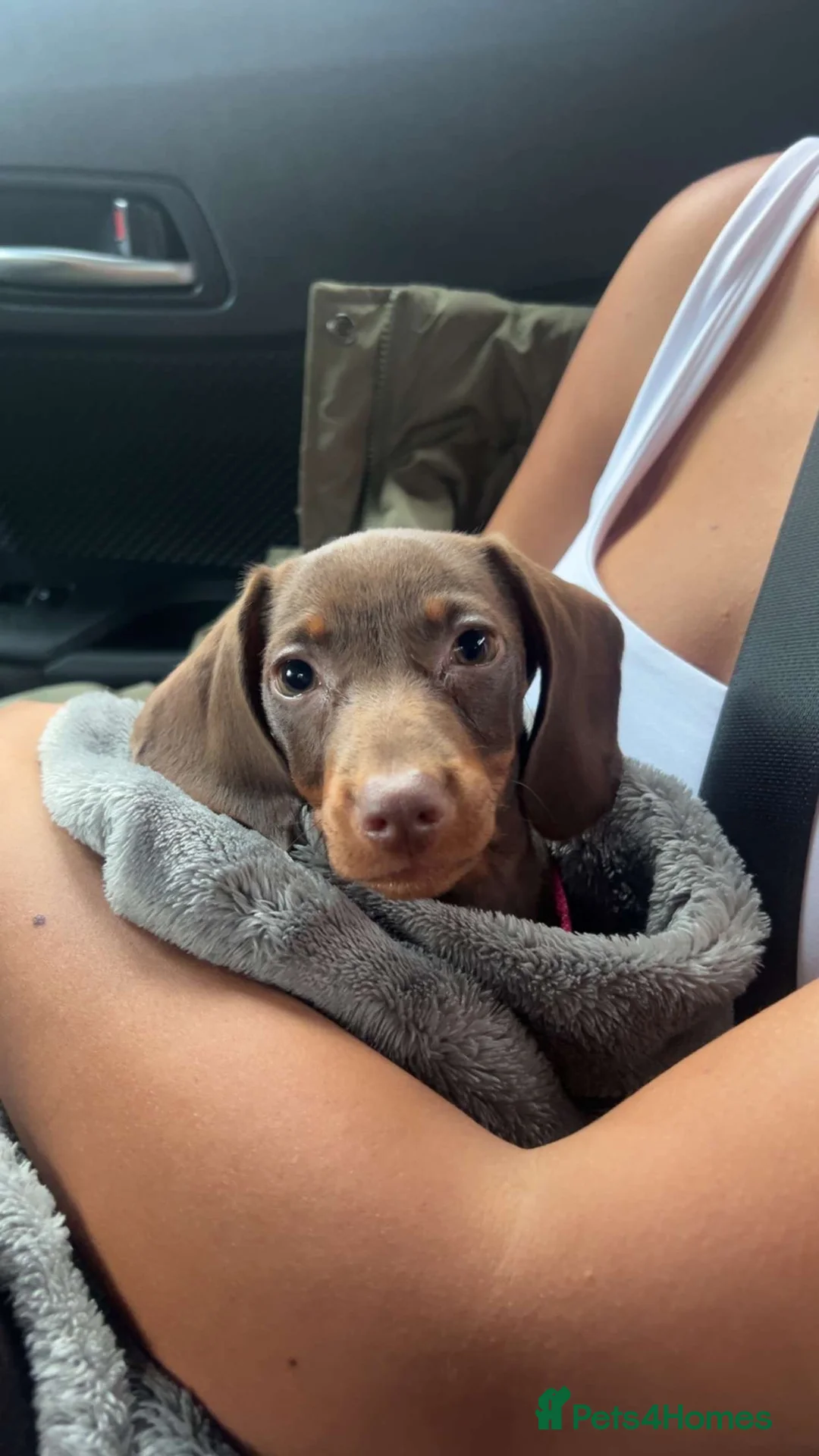 Miniature Dachshund dogs for sale: miniature dachshund  - Advert 1