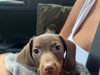 Miniature Dachshund dogs miniature dachshund in Burnley - Advert 1