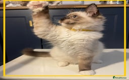 Ragdoll cats for sale: Ragdoll kittens ready now  !💞  - Image 10