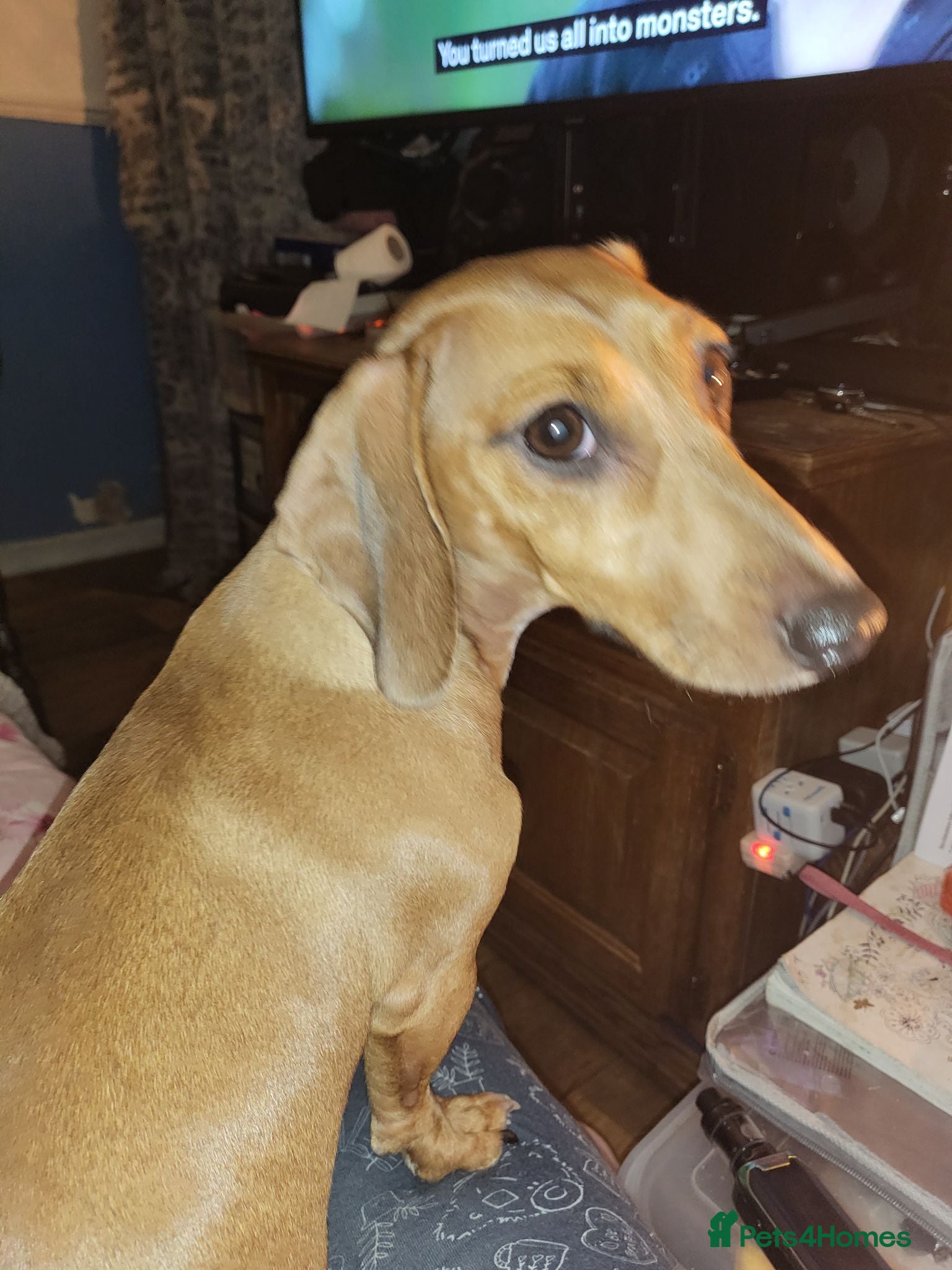 Dachshund dogs Dachshund  - Advert 4