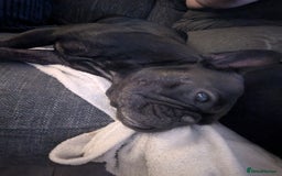 French Bulldog dogs for sale: Winnie the French Bulldog - Advert 5