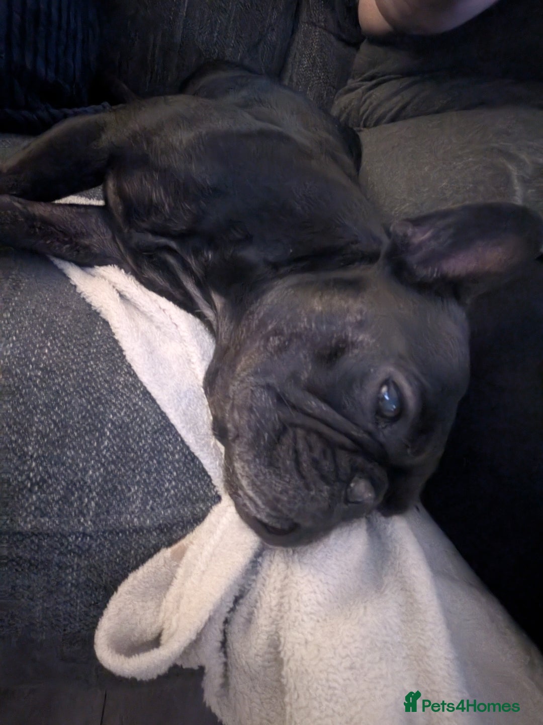 French Bulldog dogs for sale: Winnie the French Bulldog - Advert 5