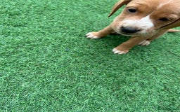 Mixed Breed dogs for sale: 7 beautiful Labrador x cockapoo pups  - Image 11