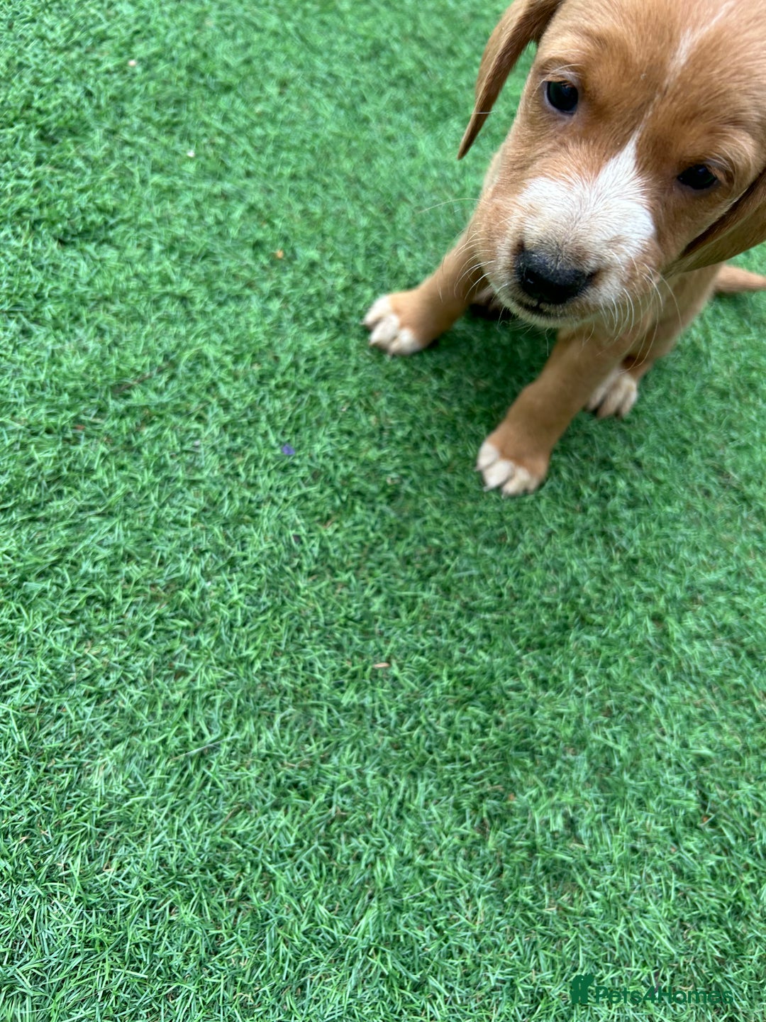Mixed Breed dogs for sale: 7 beautiful Labrador x cockapoo pups  - Image 11