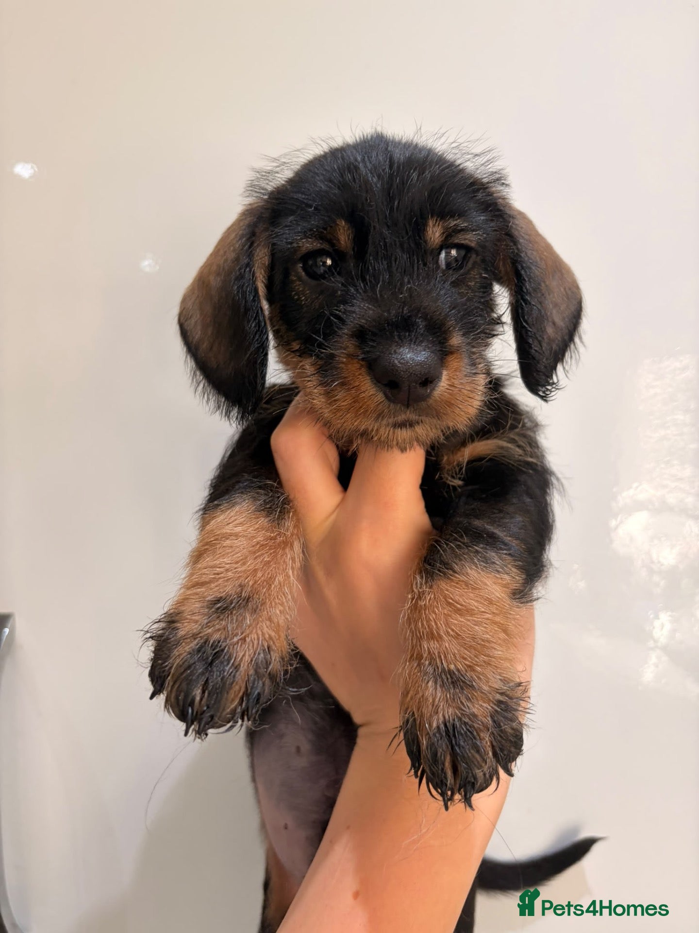 Dachshund dogs Standard quality wire dachshunds  - Advert 1