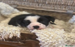 Border Collie dogs for sale: 🌿 Calm, child-friendly pups — beautiful nature - Image 4