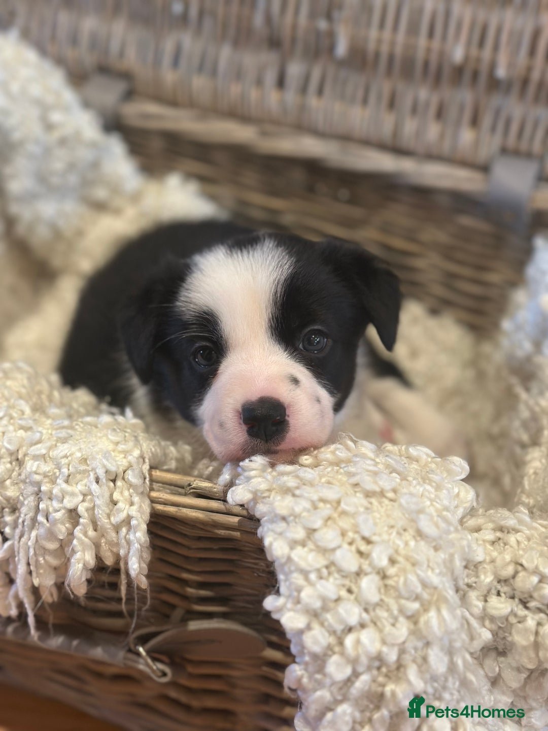 Border Collie dogs for sale: 🌿 Calm, child-friendly pups — beautiful nature - Image 4