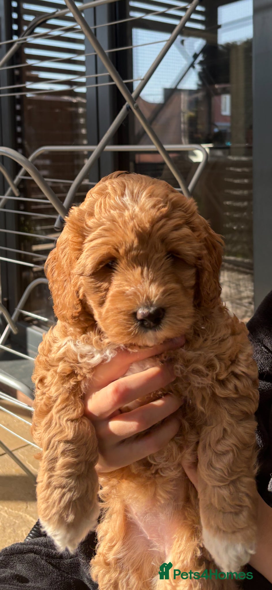 Australian Labradoodle dogs Beautiful Australian Labradoodle Puppies - Advert 6