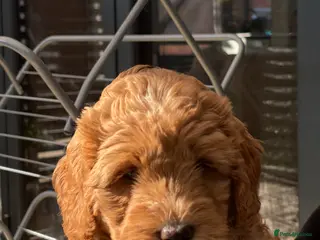 Australian Labradoodle dogs Beautiful Australian Labradoodle Puppies - Advert 6