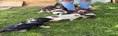 Cocker Spaniel 7