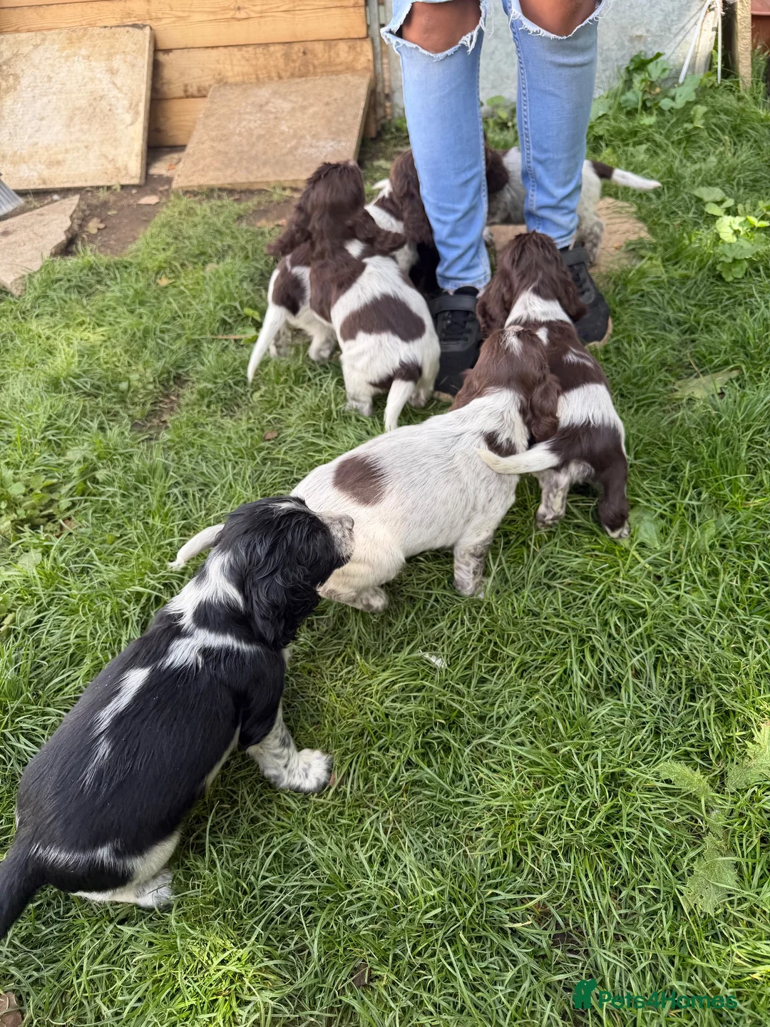 Cocker Spaniel dogs for sale: Pups for sale - Advert 12