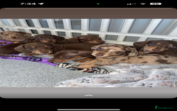 Miniature Dachshund dogs for sale: Miniature dachshund carrying Isabella - Image 1