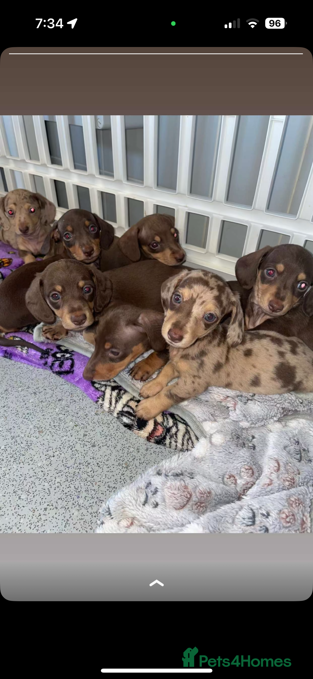 Miniature Dachshund dogs for sale: Miniature dachshund carrying Isabella - Image 1