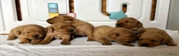 Labrador Retriever dogs for sale: 6 BEAUTIFUL FOX RED KC LABS, HEALTH TESTED PARENTS - Advert 10