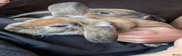 Mini Lop rabbits for sale: Mini plush lop - Advert 6
