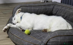 Mixed Breed dogs for adoption:  ARIEL with the bunny rabbit ears  - Image 19