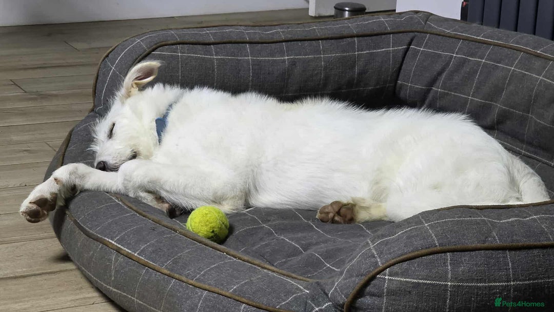 Mixed Breed dogs for adoption:  ARIEL with the bunny rabbit ears  - Image 19
