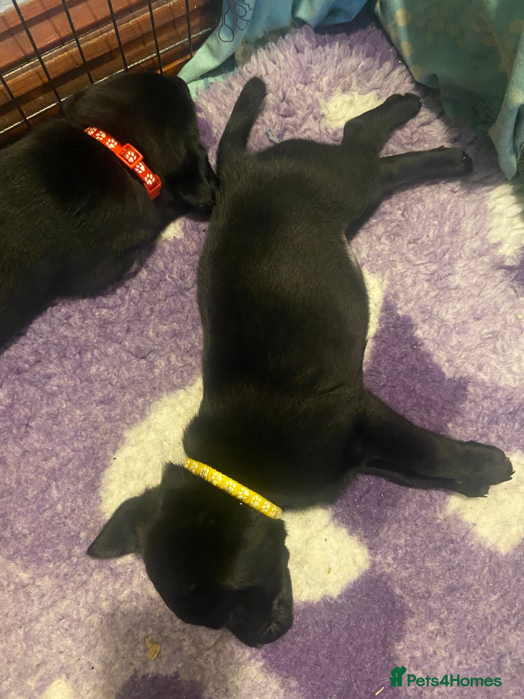 Labrador Retriever dogs for sale: 10 Beautiful black Labrador puppies - Image 23