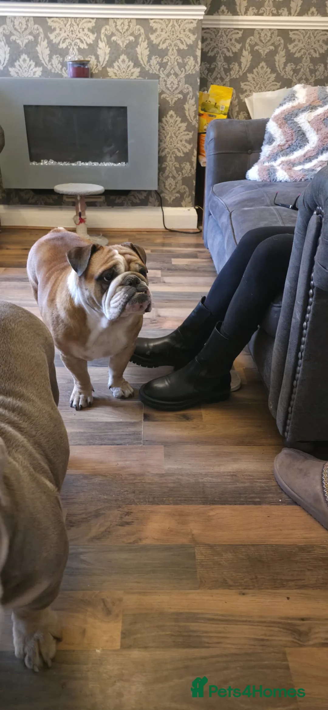 English Bulldog dogs for sale: Ethel  - Advert 2