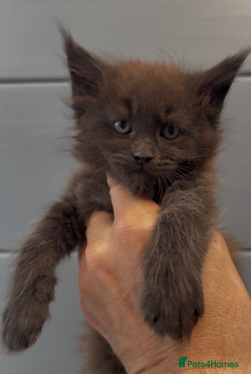 Maine Coon cats XL black smoke black maine coon kittens - Advert 2