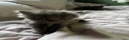 British Shorthair cats for sale: 3 beautiful kittens - Advert 4