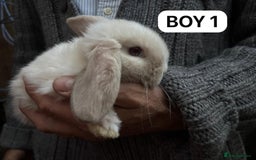 Mini Lop rabbits for sale: Friendly, Handled, Beautiful Baby Bunnies for Sale - Image 35