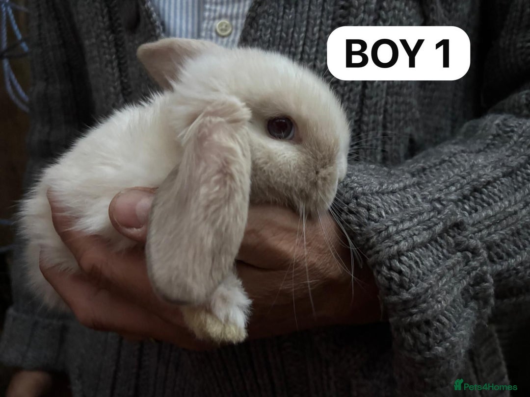 Mini Lop rabbits for sale: Friendly, Handled, Beautiful Baby Bunnies for Sale - Image 35
