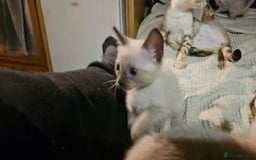 Bengal cats for sale: Cuddly charity donation pay monthly - Image 9
