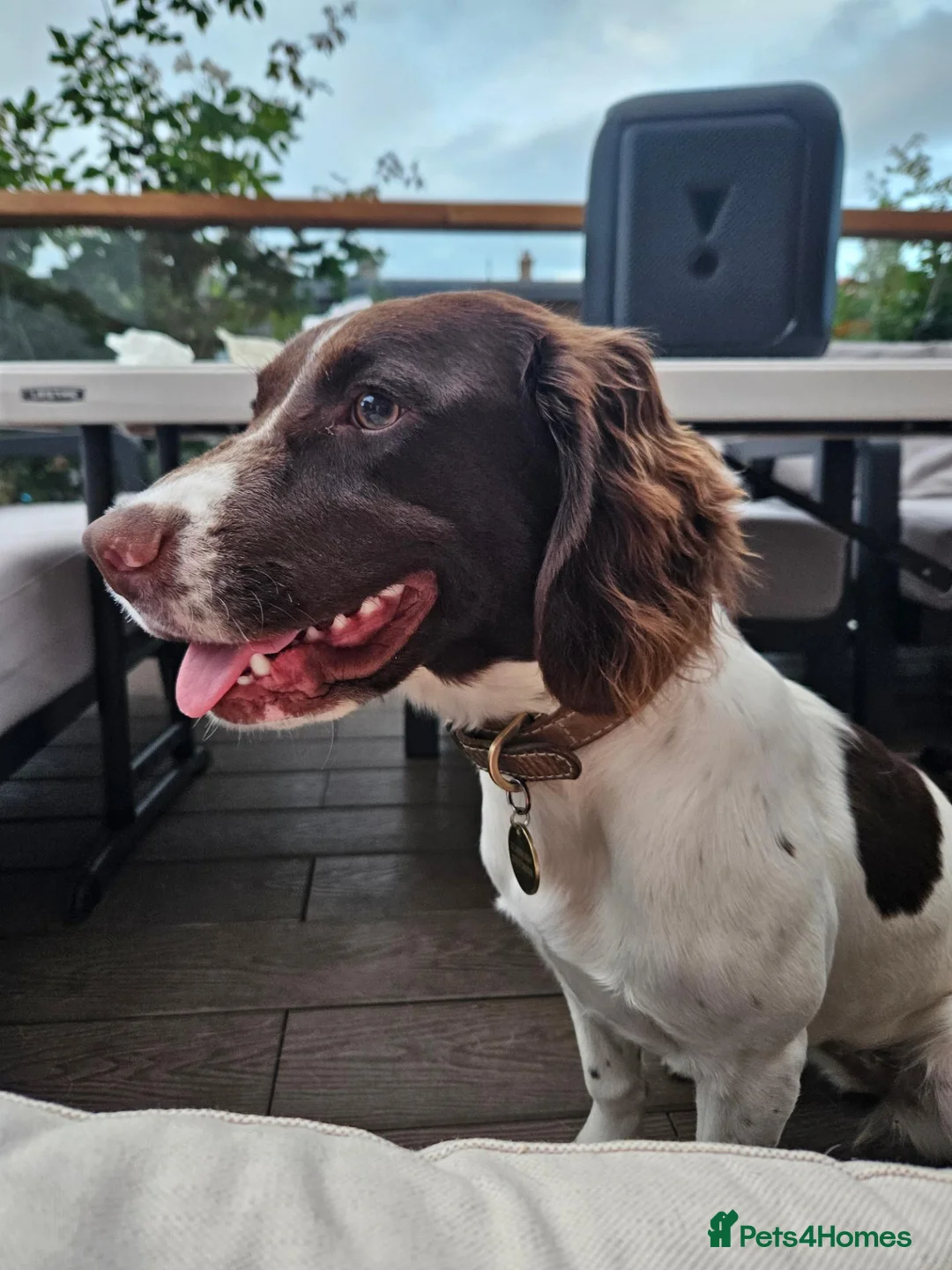 Cocker Spaniel dogs for sale: Female Working Cocker Spaniel Dog - Advert 1