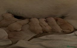 Mixed Breed dogs for sale: Beautiful F1 Labradoodle Puppies - Image 9
