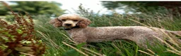 Cockapoo dogs for sale: Health tested 4 red F1b cockapoo  - Advert 20