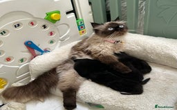 Himalayan cats for sale: Rare Himalayan mix kittens - Image 2