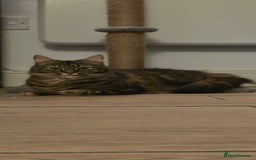 Mixed Breed cats for sale: Girl Mix breed Mainecoon and Bengal - Image 1